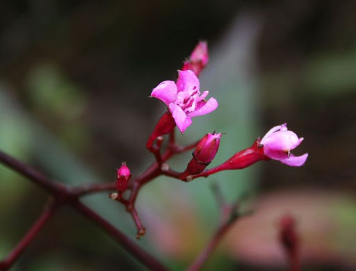 Cây Mua hoa đỏ. Oxyspora paniculata - Cây Thuốc Nam Quanh Ta